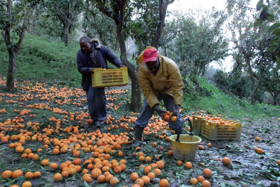 Agricoltura, la Uil Lazio denuncia: "Il lavoro nero vale 300 milioni di ... - Dire