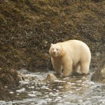 White Spirit Bear in Great Bear Rainforest in CanadaGreat Bear Regenwald in Kanada