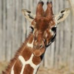 giraffe_bioparco1