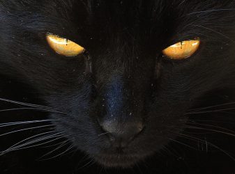 gatto nero (4)