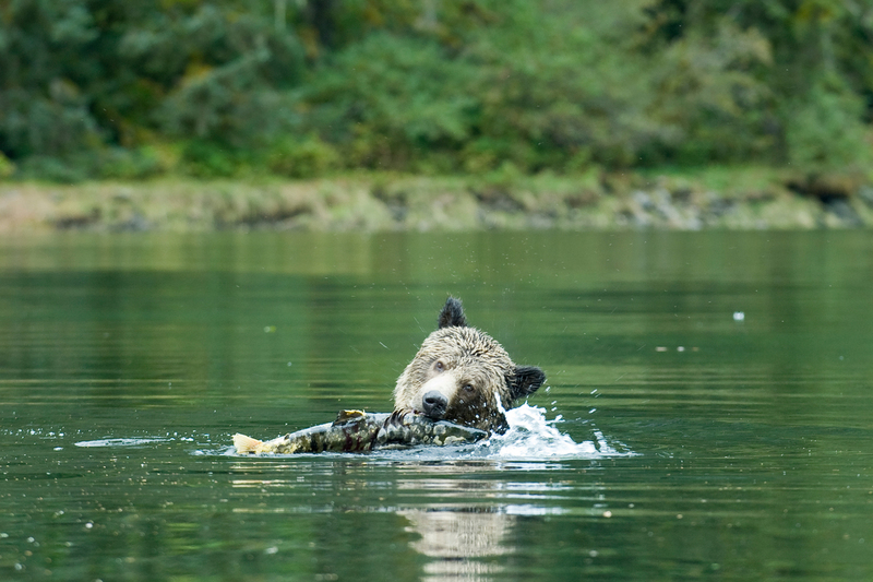 Grizzly Bear in Great Bear Rainforest