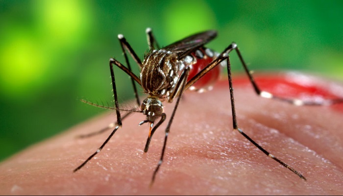 virus zika_zanzara