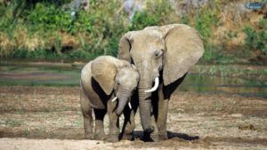 avorio elefanti
