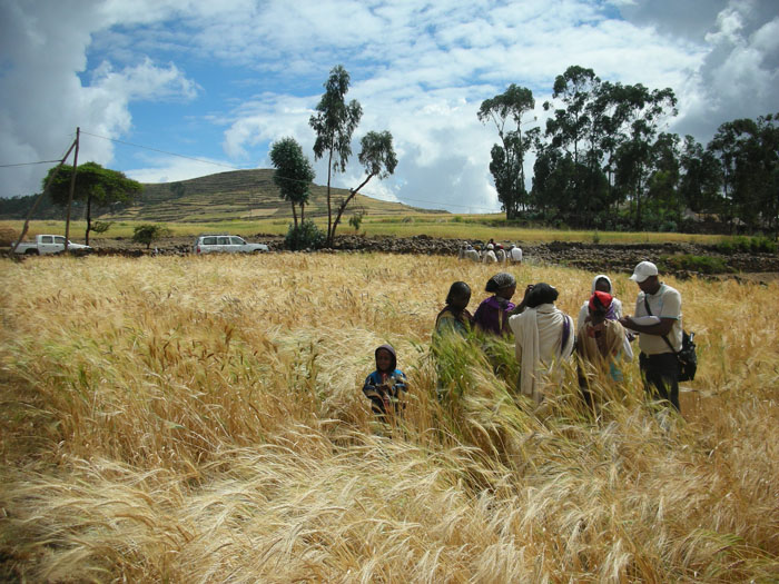 agricoltura_etiopia_