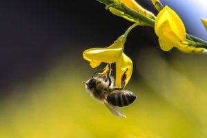 api ape insetti fiore