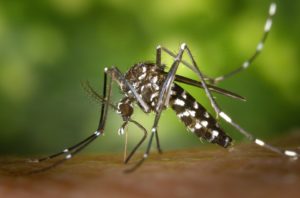 allarme dengue