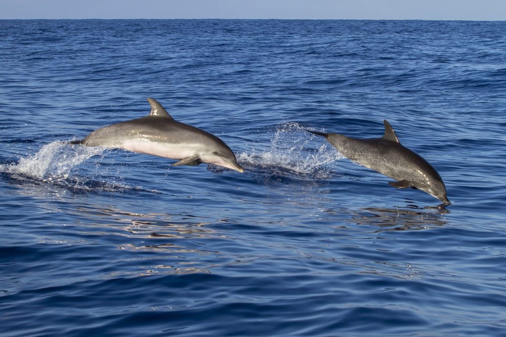 Avvistati Due Delfini A Venezia Tra San Marco E Il Canal Grande Dire It