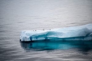 ghiaccio antartide pinguini