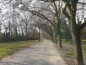 parco Bologna alberi verde
