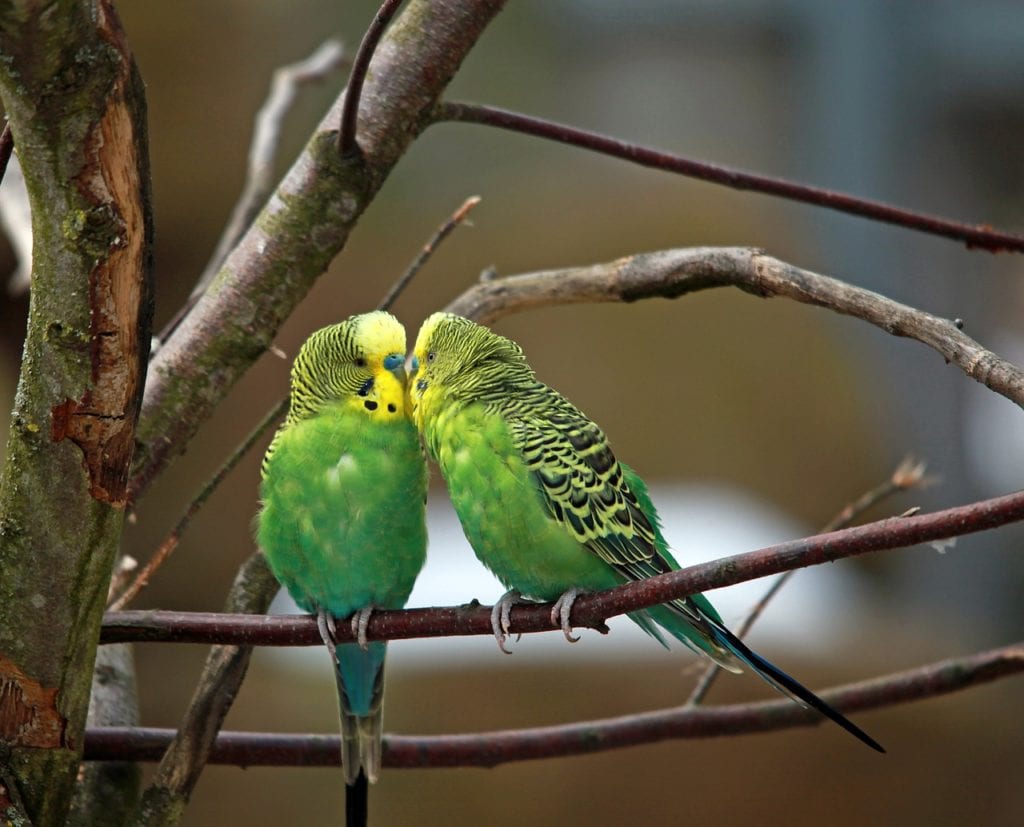 pappagalli verdi parrocchetti