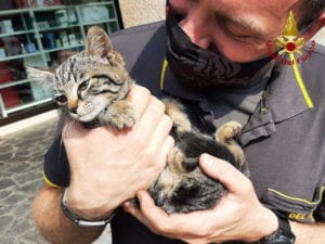 gatto salvato pordenone vigile del fuoco pompiere