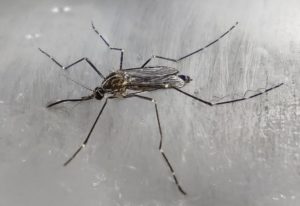 zanzara coreana resistente al freddo