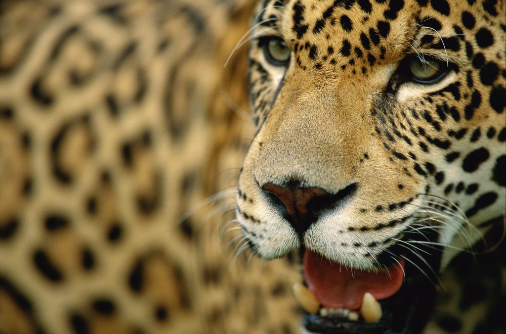 giaguaro foto wwf