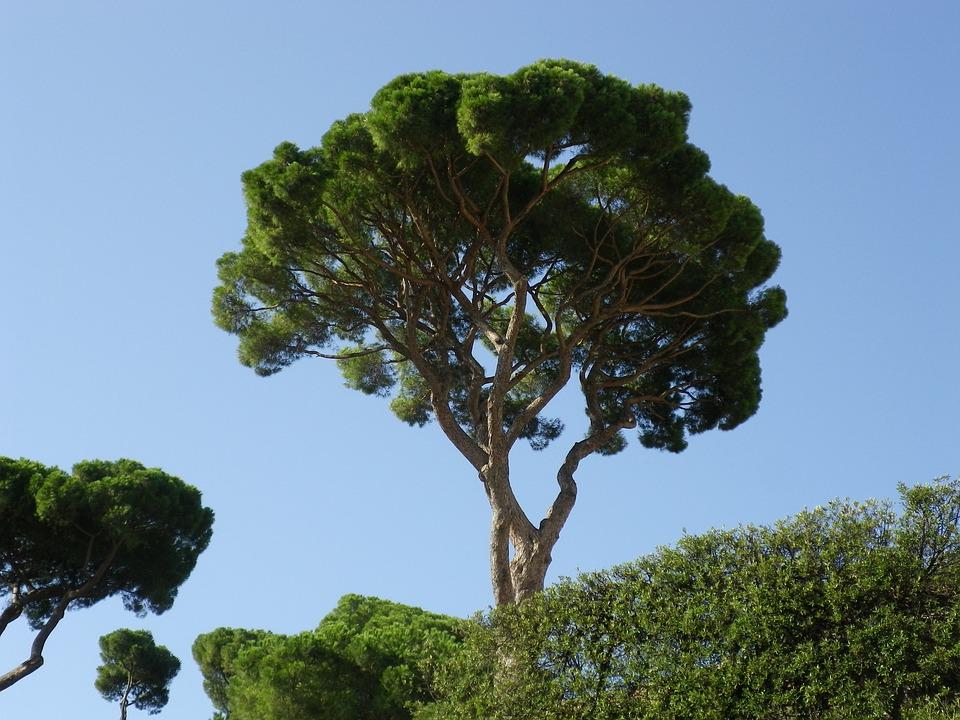 alberi roma