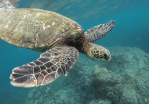 giornata mondiale delle tartarughe marine