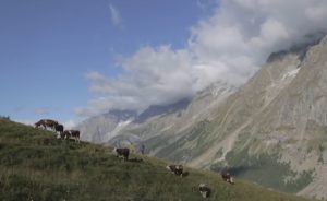 valle_aosta_montagna_mucche