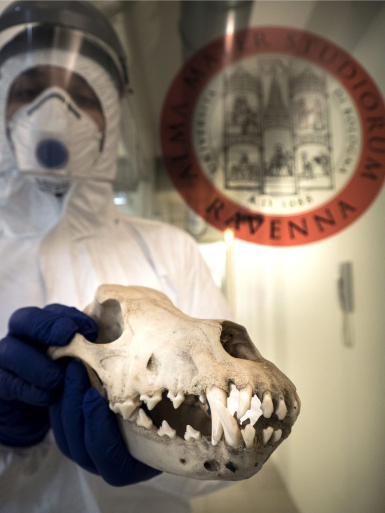 Cranio-di-lupo-da-sottoporre-alle-analisi-paleogenomiche
