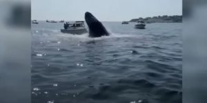 balena schiaccia barca