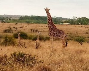 giraffe_maasai