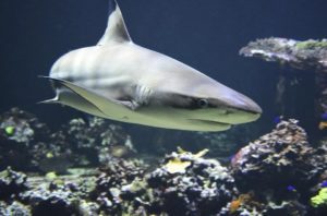 squali mediterrano italia shark day