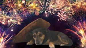 animali cane botti di ferragosto fuochi d'artificio