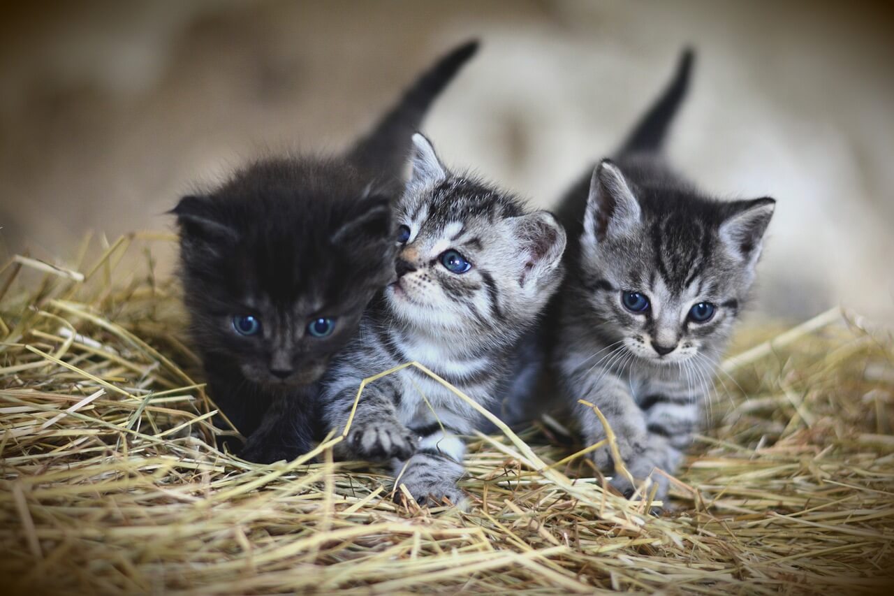 Troppi gattini abbandonati, è allarme nazionale": la denuncia degli  animalisti - DIRE.it