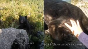 scalatore orso_
