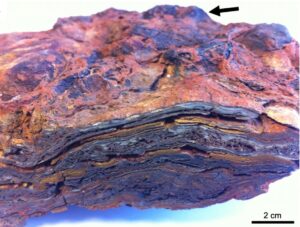 Stromatoliti - Formazione del Dresser fossili