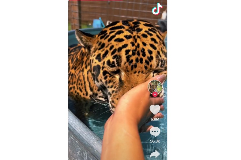 giaguaro-piscina