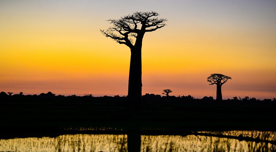 baobab savana africa ambiente