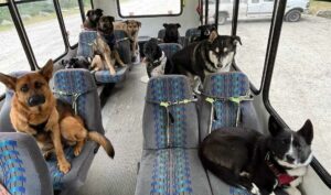 autobus cani alaska