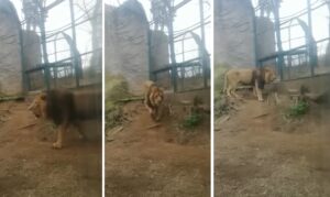 leone che piange bioparco roma