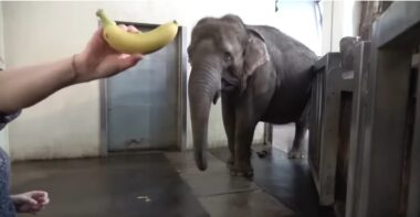elefante sbuccia le banane