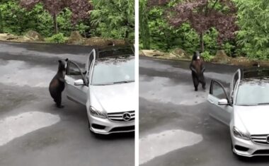 video orso apre la macchina
