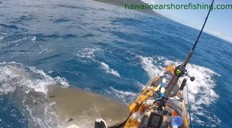 attacco squalo tigre kayak