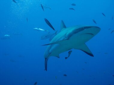 attacchi squali in italia