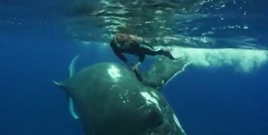 balena salva donna da uno squalo
