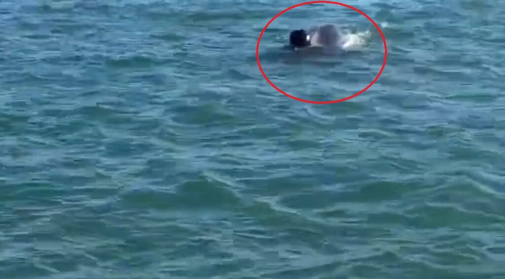 orca attacca squalo