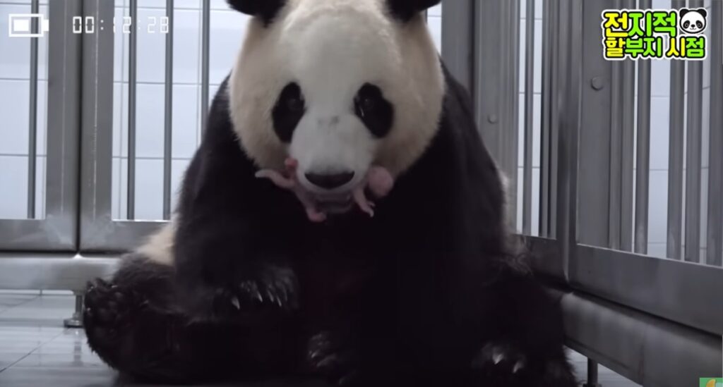 panda gemelli corea del sud