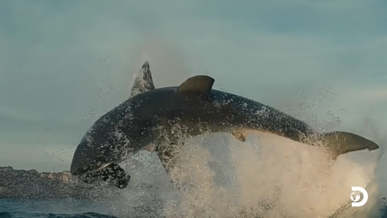 salto squalo bianco breaching shark week
