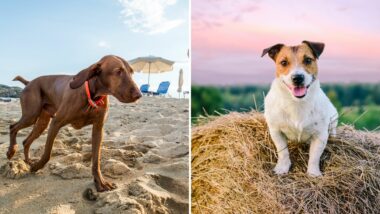 cani in vacanza_spiaggia_Agriturismo