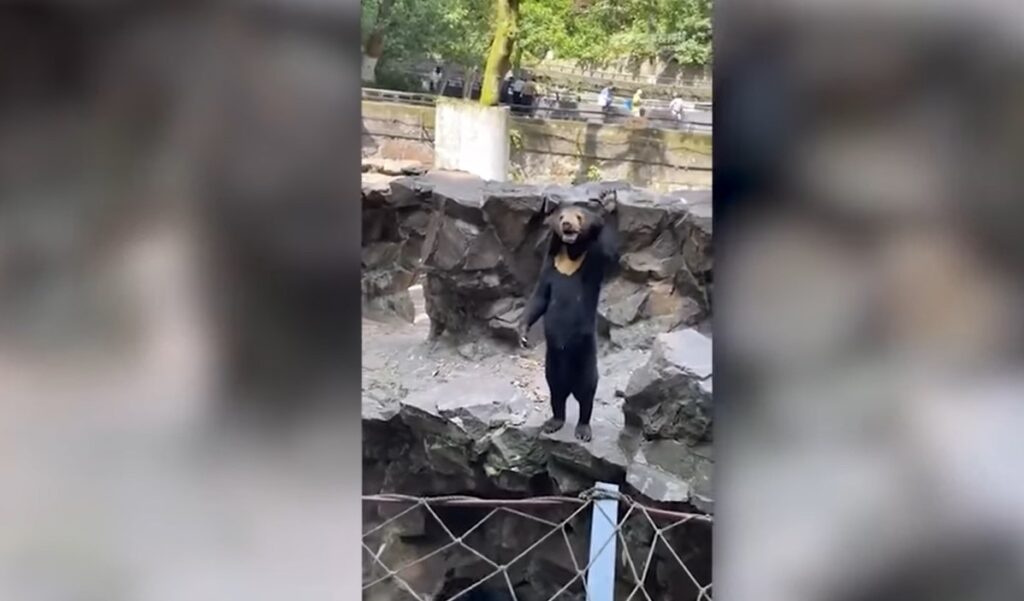 orso zoo cina travestito