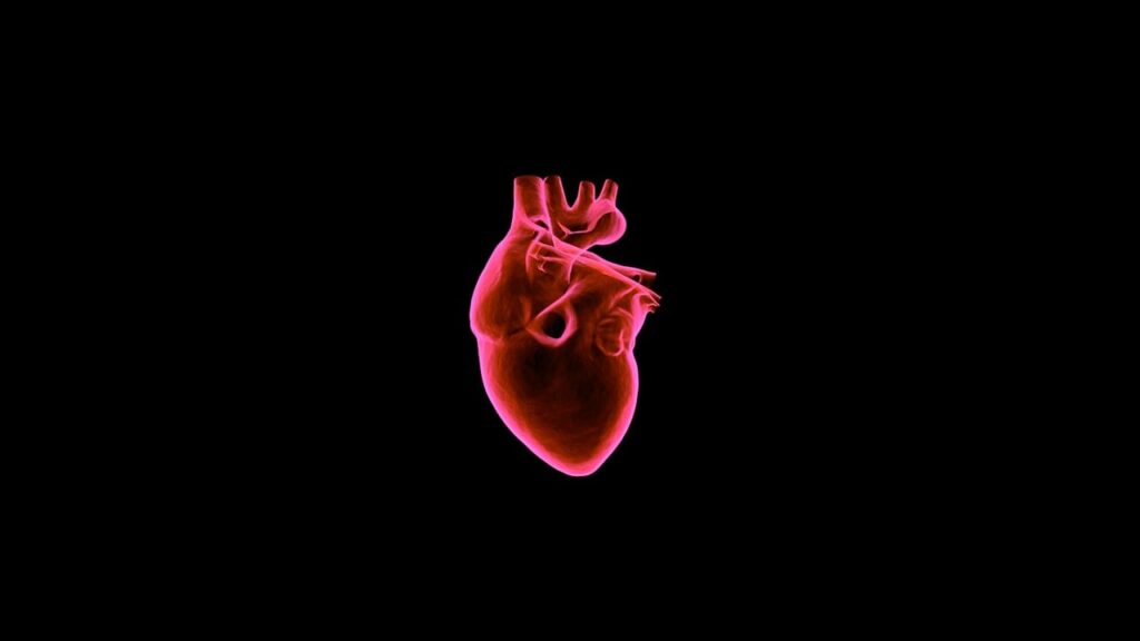 cuore cardiologia pixabay