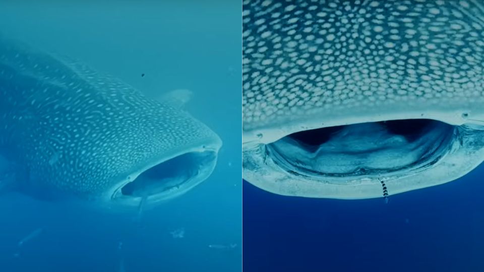 squalo-balena-hawaii