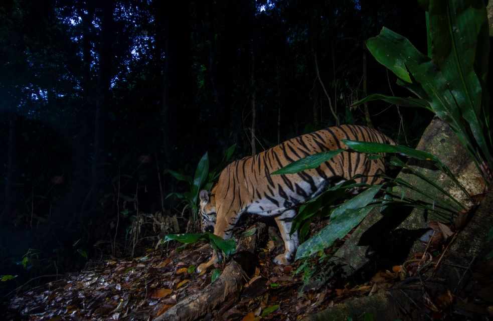 tigre Emmanuel Rondeau Malaysia photos