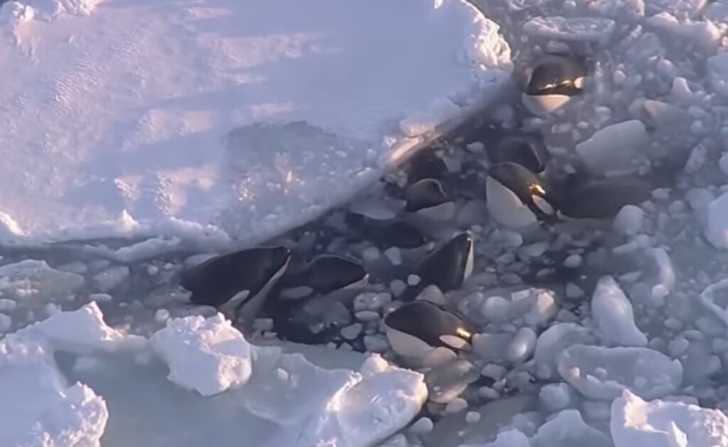 orche giappone intrappolate ghiaccio