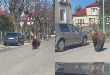 attacchi orsi slovacchia