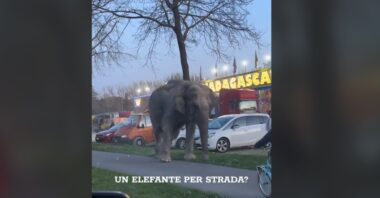 elefante imola circo