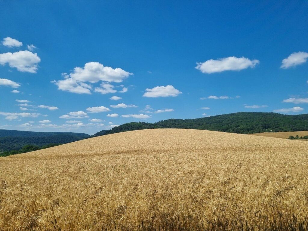 agricoltura campo coltivato pixabay