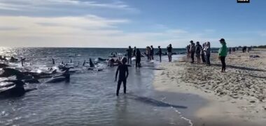balene spiaggiate australia